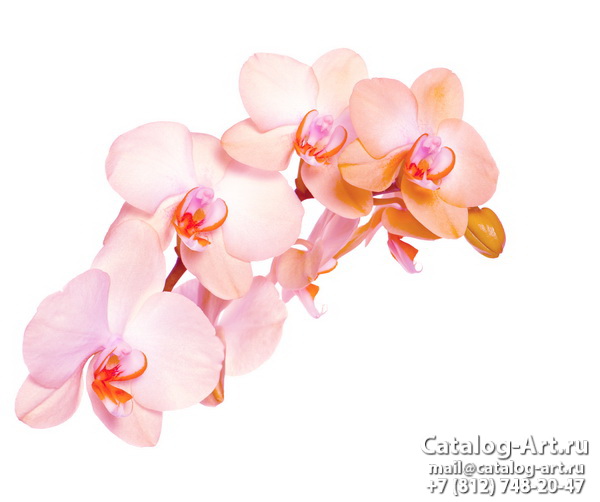 Pink orchids 76